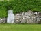 Old Stone Building with a Weathered White Painted Door Covered in Green Ivy