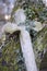 Old stone cross overgrown with ivy and moss