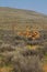 Old stone farm fence in Karoo