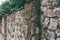 Old stone fence and green deciduous plants behind