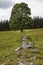 Old stone field separator leading towards tall monumental tree in the middle of a mountain field in Sumava National Park