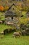 Old stone hose in valley with sheeps in front of house in green scenery, at Ticino Valle Maggia, Maggia, Switzerland