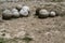 Old stone spheres or kernels
