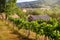 An old stone srai house for farming tools among olive trees and vineyards. Summer in the south of Italy