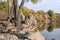 Old stone stairs in autumn. Staircase in steps among yellow foliage and big rocks.