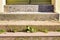 Old stone stairs overgrown with weeds and grass