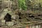 Old stone temple ruin of Angkor in Cambodia, closeup. Stone overgrown with ancient huge tree roots