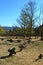 Old stone tombstones