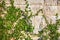 Old stone wall covered vegetation.