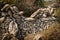 An old stone wall in the forest in Croatia