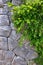 Old Stone wall and Green creeper plant - vertical picture.