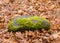 Old stones overgrown with moss and lichens, stone wall from old castle ruins, autumn in the park