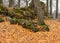 Old stones overgrown with moss and lichens, stone wall from old castle ruins, autumn in the park