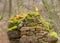 Old stones overgrown with moss and lichens, stone wall from old castle ruins, autumn in the park