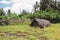 Old straw hut in tropical jungle. Rural house in palm trees. Cheap habitation. Village architecture. Poverty in Africa.