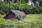 Old straw hut in tropical jungle. Rural house in palm trees. Cheap habitation. Village architecture. Poverty in Africa.