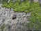 Old Straw Leaky Roof with Hole and Moss on Historical Wooden Building House from Middle Ages