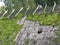 Old Straw Leaky Roof with Hole and Moss on Historical Wooden Building House from Middle Ages