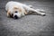 Old stray dog asleep on the floor.