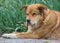 An old stray dog lies in a city park. Caring for stray animals