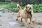 An old street dog is stretching his legs. Homeless dog