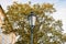 Old street lamp and foliage of autumn tree in the morning