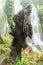 Old stump at Amertha Hidden Spray Waterfall. Water splash from waterfall showered old tree trunk. Banyumala Waterfall, Bali. Moss