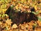 Old stump in an autumn dense foliage with a moss. Natural compass in nature.