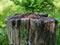 Old stump closeup.