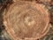 Old stump with cracks. Cross section of a tree trunk, tree structure, growth rings