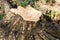 Old stump dead tree wood in the forest green nature background