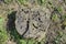 An old stump, eaten by larvae of a beetle lumberjack. The course of larvae of woodworm in a rotten stump