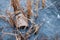 Old stump in the ice river in early winter. There is some reed on a backgroung of the blue ice with air bubbles. Winter