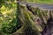 An old stump with moss