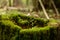 Old stump, moss, fir cones in the autumn forest. Wild forest, yellow leaves