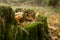 Old stump, moss, fir cones in the autumn forest. Wild forest, yellow leaves