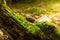 Old stump, moss, fir cones in the autumn forest. Wild forest, yellow leaves