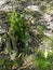 old stump in the moss in the forest