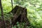 An old stump in the mountainous humid forest in the early morning in the woods