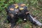 Old stump with orange and yellow maple leaves. Parasitic mushroom