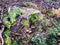 Old stump overgrown with moss in the forest in early autumn