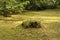 Old stump overgrown with moss and grass in a clearing in the forest