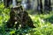 Old stump in the thicket forest in spring