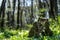 Old stump in the thicket forest in spring