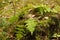 An old stump in the woods under the branches of fern