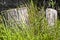 Old stumps overgrown with grass in the yard