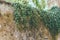 Old sturdy concrete wall entwined with climbing plants, a fragment of the sky