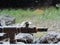 Old style water pump for drawing water from well in village - Rural India scene - village life