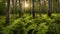 An old summery boreal forest with some aspens lush ferns during an evening