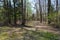 Old Sunken Road at Shiloh NMP